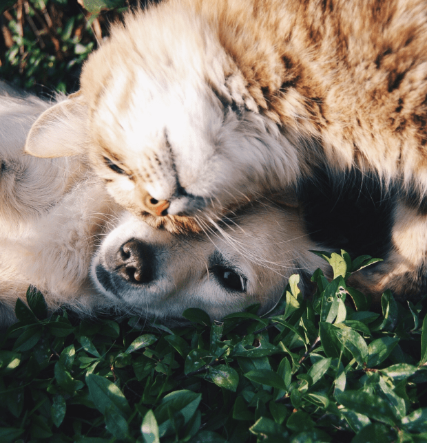 alimentation chats et chiens